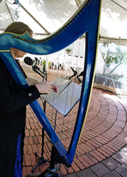 beaufords auckland outdoor wedding blue electric harp